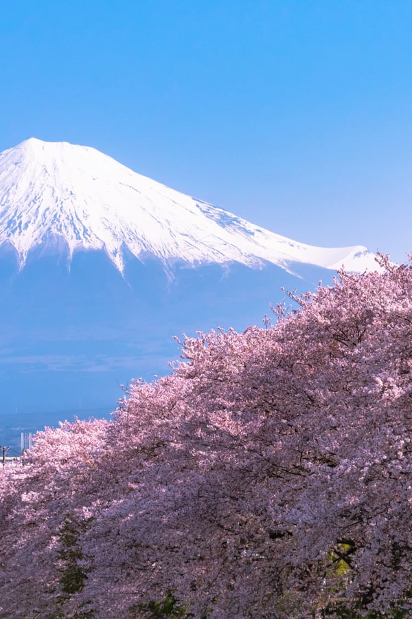 Mount Fuji duirng sakura season.