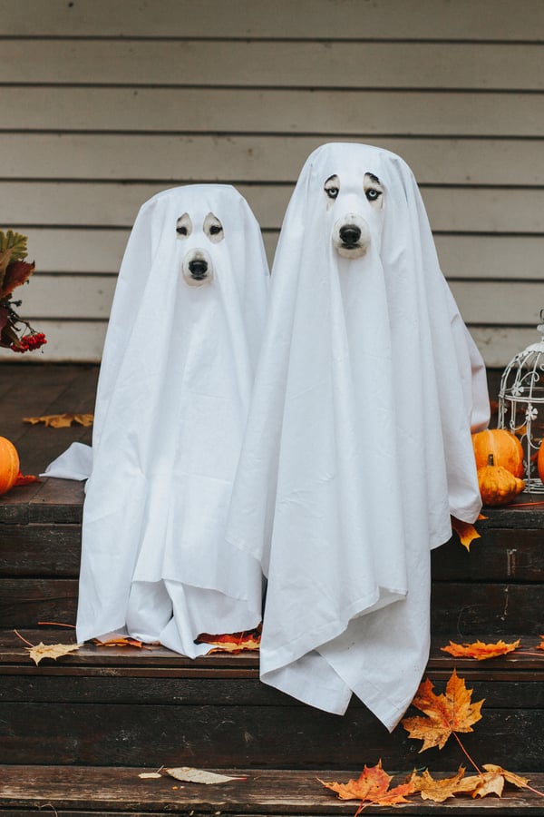 Two huskies dressed up as ghosts for Halloween.