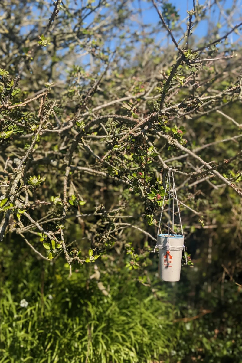 A photo of an apple tree with an upcycled bird feeder in it made out of an old travel cup. 