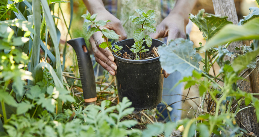 Someone has their hands around a pot plant in the middle of a sunny gardening gardening.