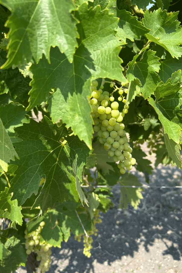 Hennessy grapes.