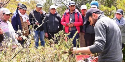 Restoring Polylepis Forests in the Ecuadorean Andes