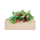 Strawberry Kit In Wooden Crate