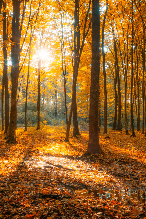 A forest in autumn with beautiful fall foliage.