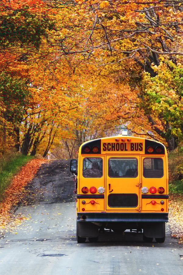 A yellow american school bus going down an avenue surrounded by autumnal trees.