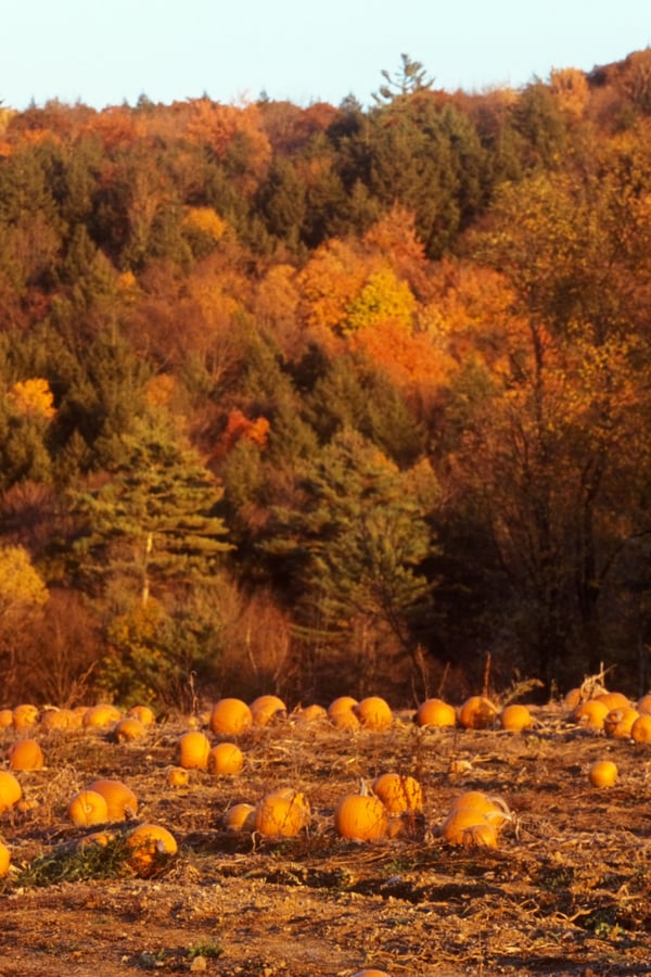 An autumnal pumpkin patch.