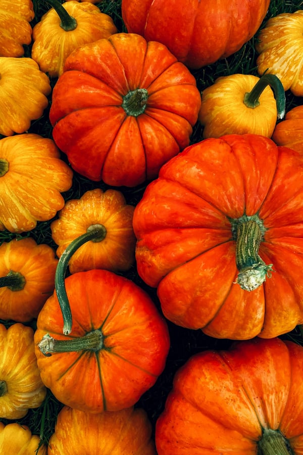 Pumpkins of various colours!