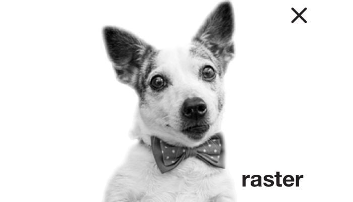 A photo of a dog showing what raster images look like