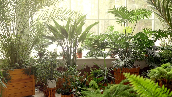 Why are plants so popular with Gen Z (3)