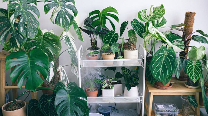 Why are plants so popular with Gen Z (4)