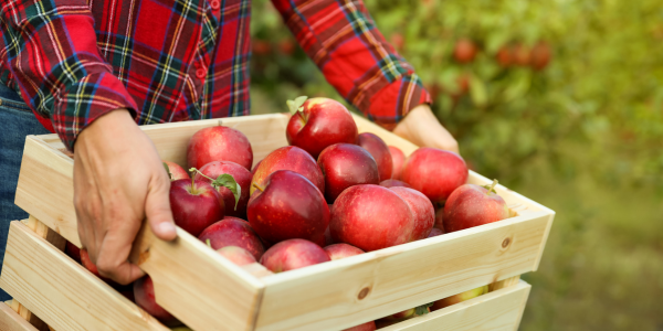 apple picking