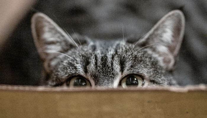 A cat hiding in a cardboard box