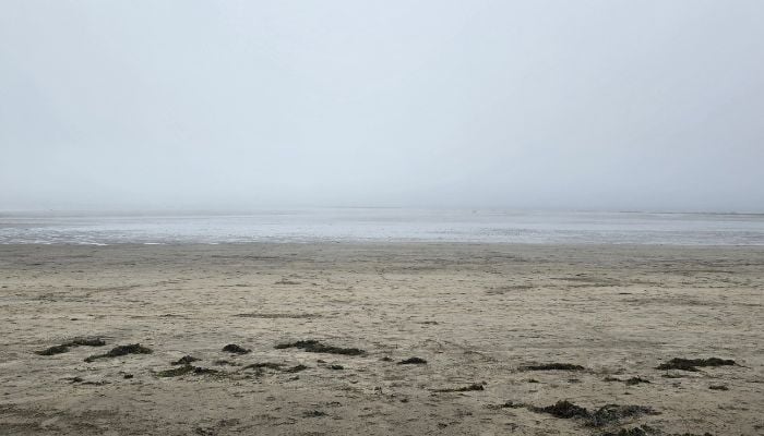 beach clean (3)