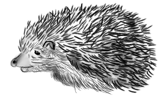 Hedgehog doodle