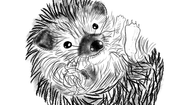 Hedgehog doodle