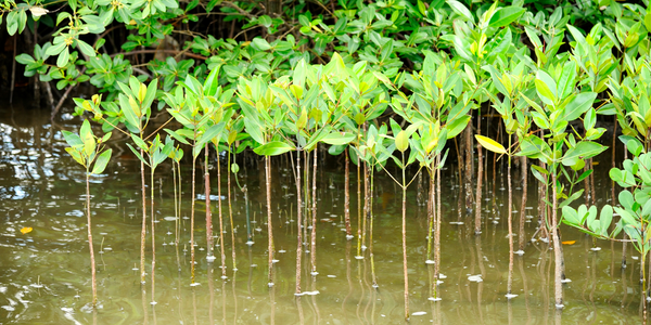 mangroves 7