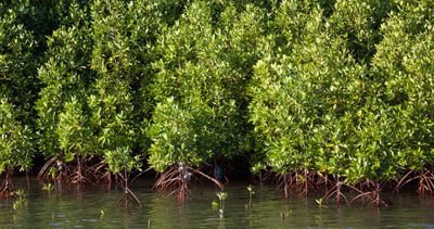 mangroves header-1