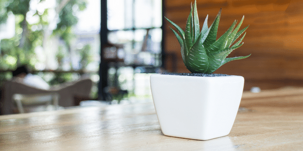 mini-plant-pot