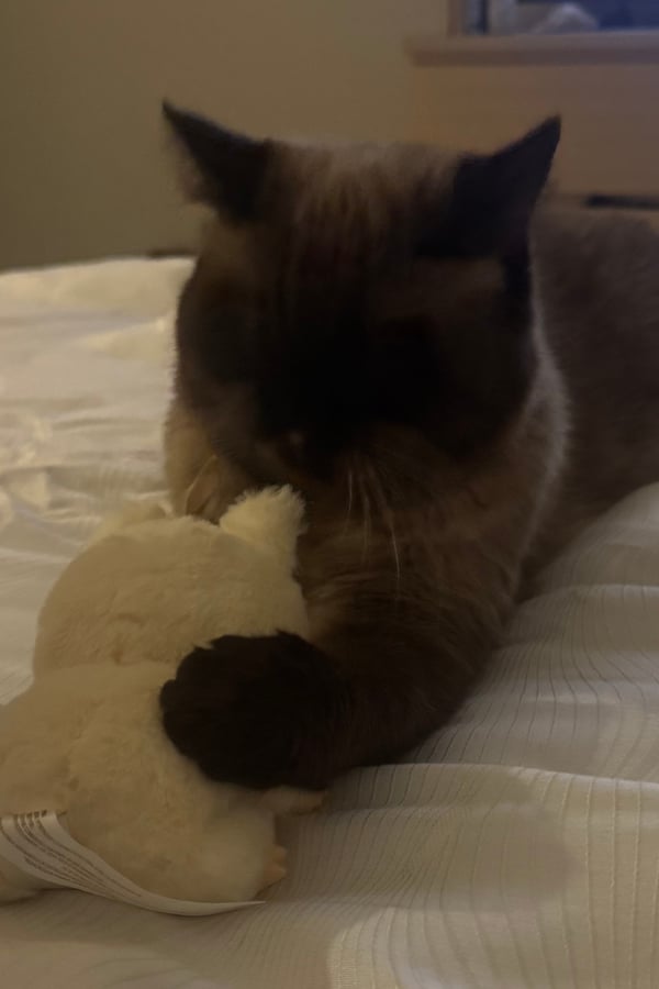 Murphey the cat playing with his labubu doll