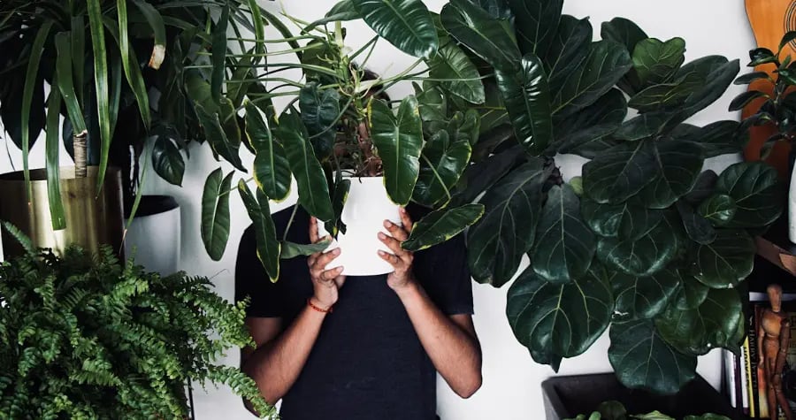 Why are plants so popular with Gen Z?