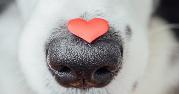 red nose day products