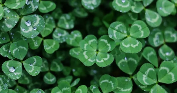 st patricks day blog header