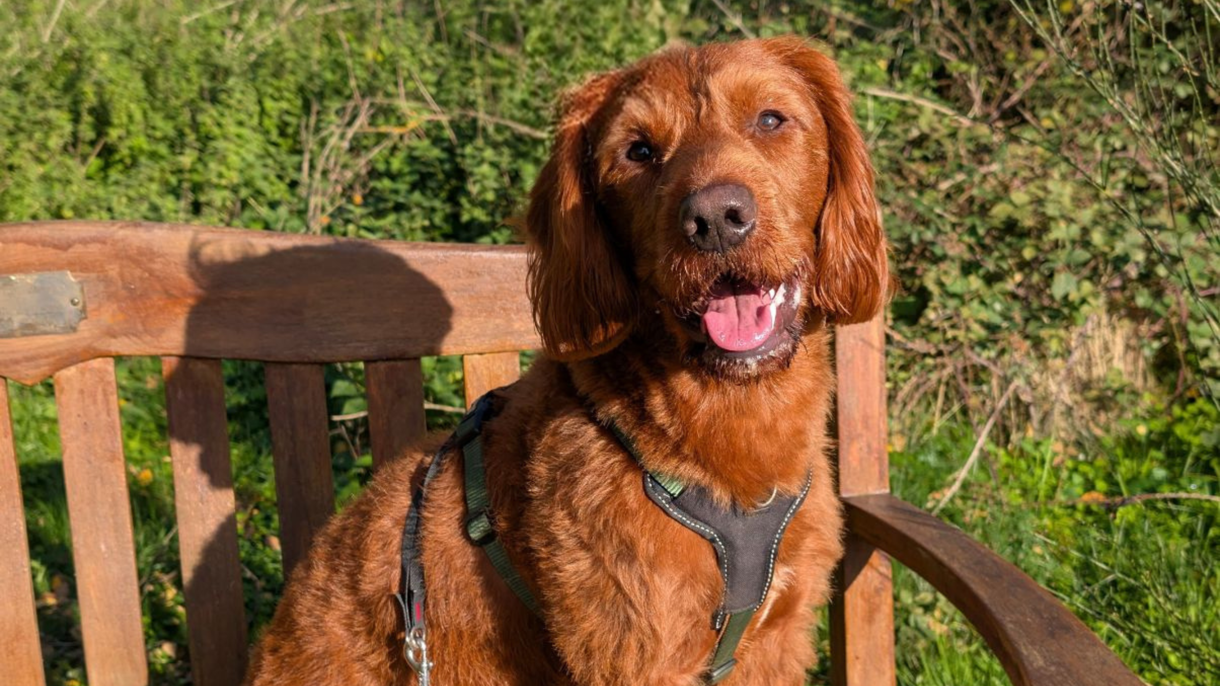 Alfie the most handsome doggo in all the land.