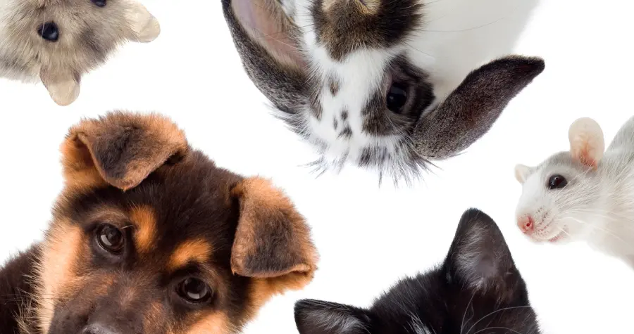 Choose your favourite merch and we’ll tell you what pet you are