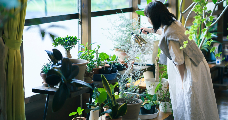 someone caring for their indoor plants in the winter.