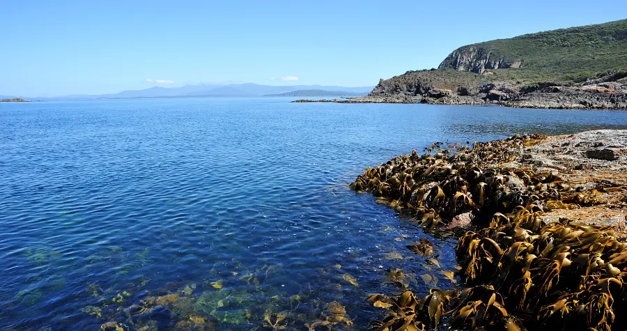 Sea Kelp: Is it the next super-plastic?